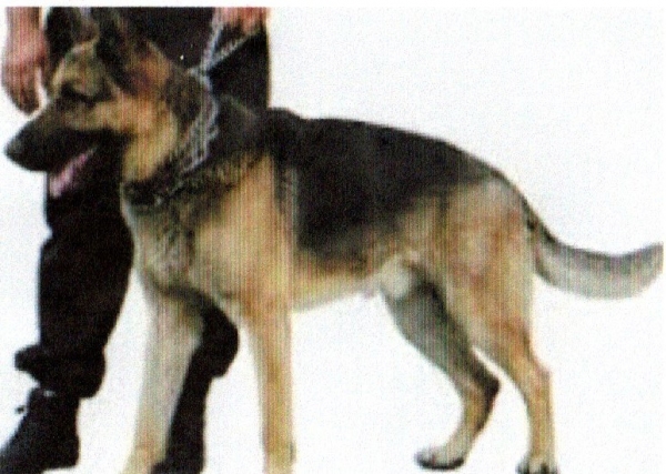 Images gardiennage 063